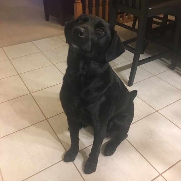 Meet your Posher, Lynda - We are Pet friendly - Picture 2 of 7